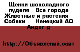 Щенки шоколадного пуделя - Все города Животные и растения » Собаки   . Ненецкий АО,Андег д.